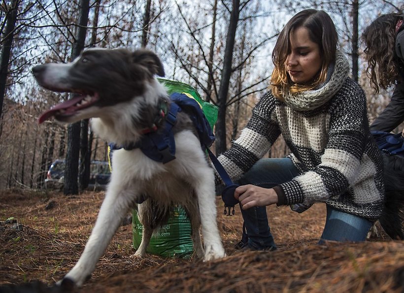 Без них ничего бы не получилось!!! Как умные собаки помогают чилийцам восстановить лес после пожара рис 5