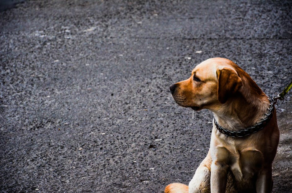 Как правильно воспитать собаку: 15 важных правил, которых стоит придерживаться!