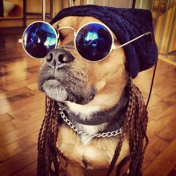 Носить в комплекте с уточкой! 15 собак, которые помогут вам выбрать крутые очки! :) рис 2