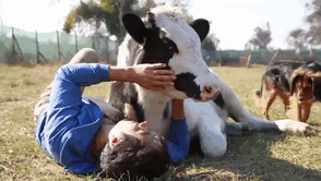 Серьёзно? 25 фото, доказывающих, что коровы – просто большие собаки! :) рис 8