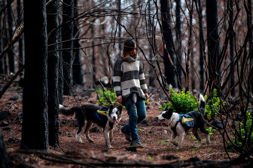 Без них ничего бы не получилось!!! Как умные собаки помогают чилийцам восстановить лес после пожара рис 9