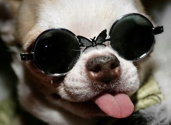 Носить в комплекте с уточкой! 15 собак, которые помогут вам выбрать крутые очки! :) рис 3