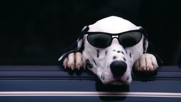 Носить в комплекте с уточкой! 15 собак, которые помогут вам выбрать крутые очки! :) рис 8
