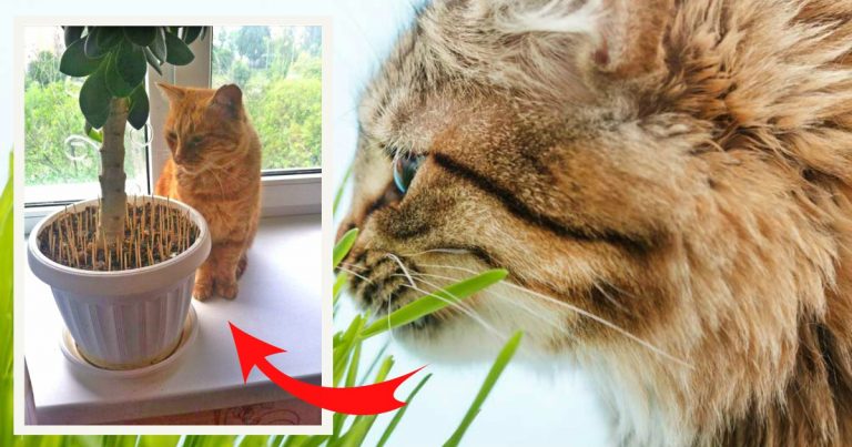 Спасаем растения от МУРлык! Что делать, если ваш кот не прочь закусить  комнатным цветком? :) | Мур ТВ