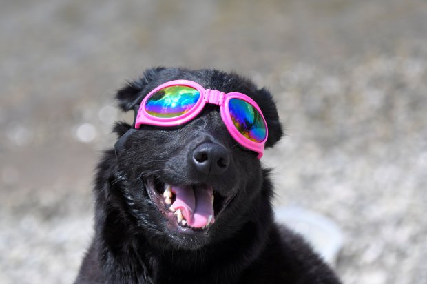 Носить в комплекте с уточкой! 15 собак, которые помогут вам выбрать крутые очки! :) рис 5