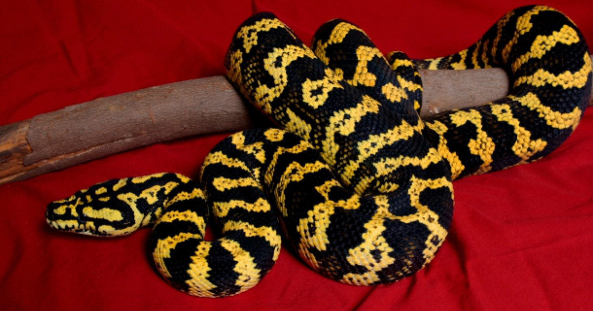 Опасные, но прекрасные! 19 самых красивых змей в мире! | Мур ТВ