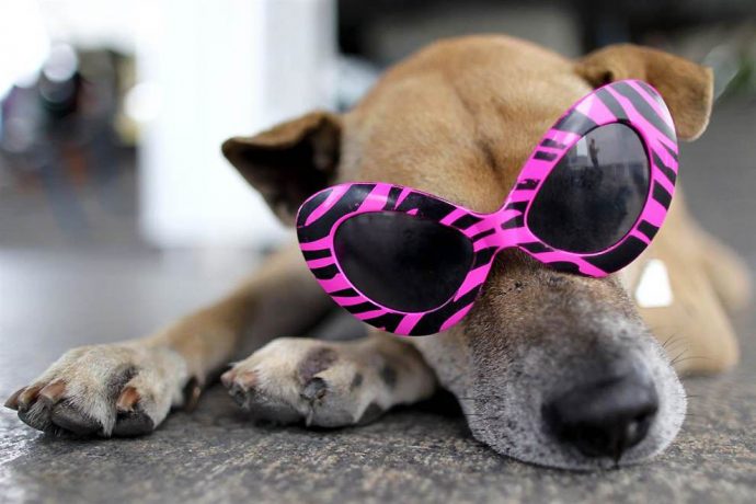 Носить в комплекте с уточкой! 15 собак, которые помогут вам выбрать крутые очки! :) рис 13