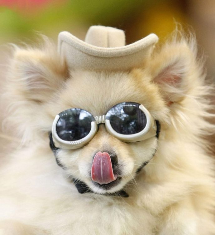 Носить в комплекте с уточкой! 15 собак, которые помогут вам выбрать крутые очки! :) рис 9