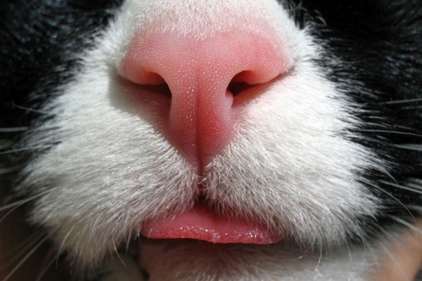Определяем настроение по направлению усов! Новые интересности про наших любимых кошек :) рис 6