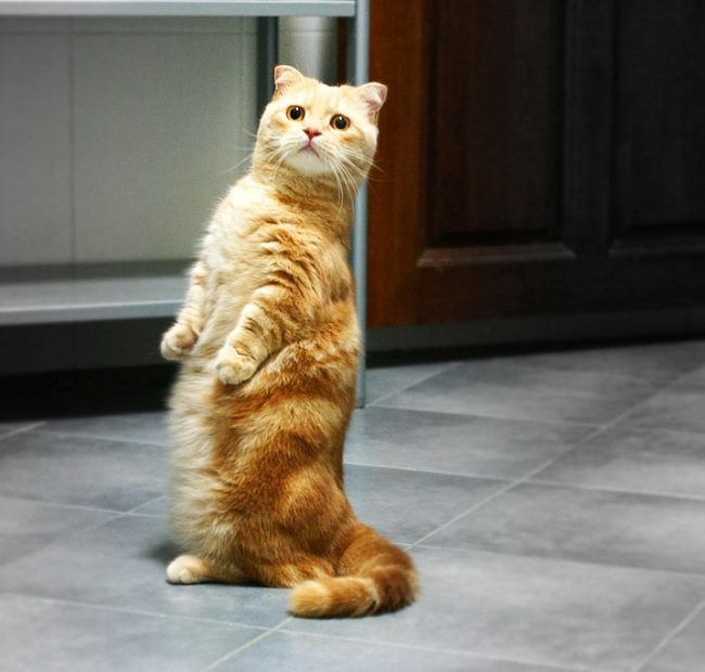 Манчкин: очаровательная такса в мире кошек рис 4