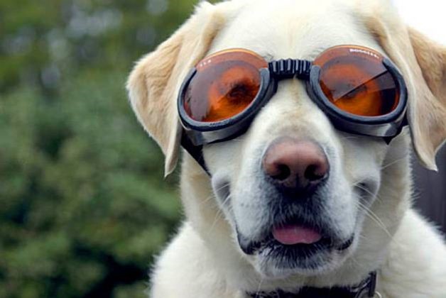 Носить в комплекте с уточкой! 15 собак, которые помогут вам выбрать крутые очки! :) рис 14