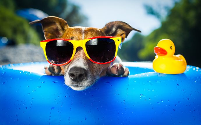 Носить в комплекте с уточкой! 15 собак, которые помогут вам выбрать крутые очки! :) рис 11