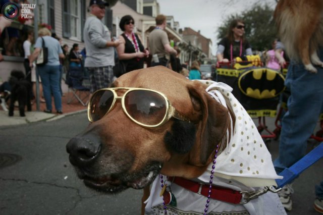 Носить в комплекте с уточкой! 15 собак, которые помогут вам выбрать крутые очки! :) рис 6