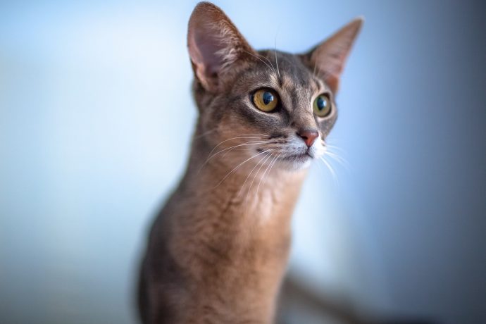 Абиссинская кошка: порода, принадлежащая фараонам рис 4