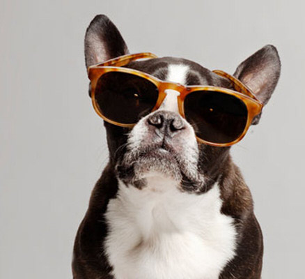 Носить в комплекте с уточкой! 15 собак, которые помогут вам выбрать крутые очки! :) рис 7