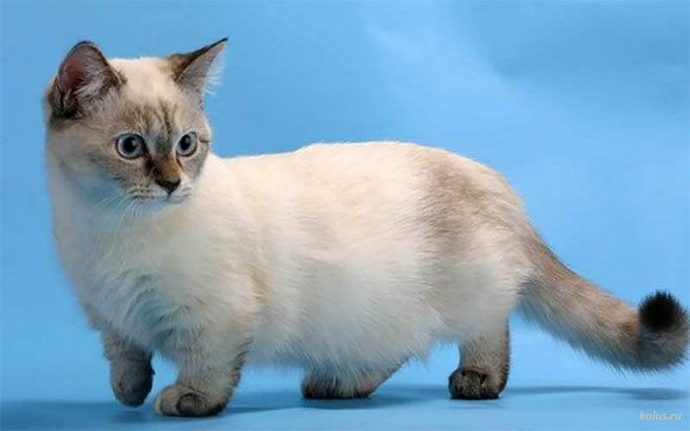 Манчкин: очаровательная такса в мире кошек рис 6