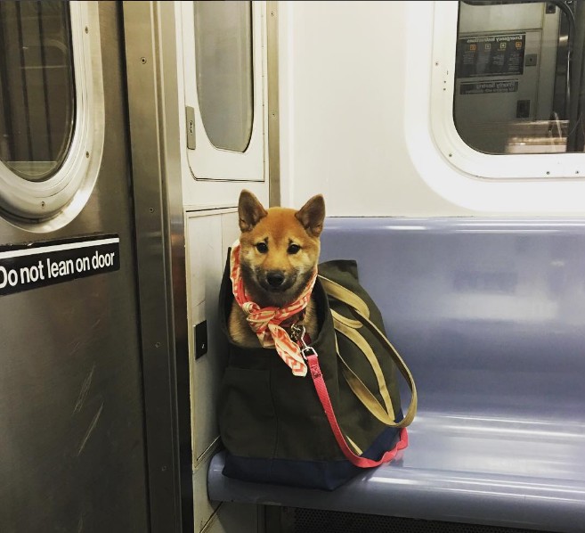 "Хозяин, полная конспирация!" Нельзя в метро с собаками? А они тихонечко... :) рис 9