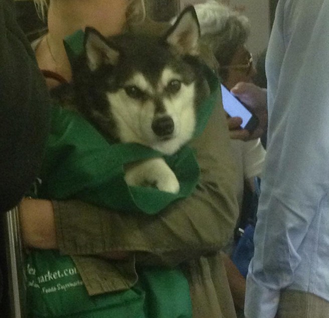 "Хозяин, полная конспирация!" Нельзя в метро с собаками? А они тихонечко... :) рис 11