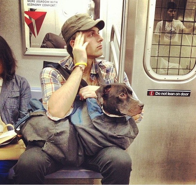 "Хозяин, полная конспирация!" Нельзя в метро с собаками? А они тихонечко... :) рис 12