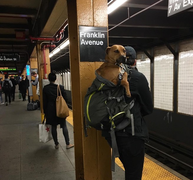 "Хозяин, полная конспирация!" Нельзя в метро с собаками? А они тихонечко... :) рис 5