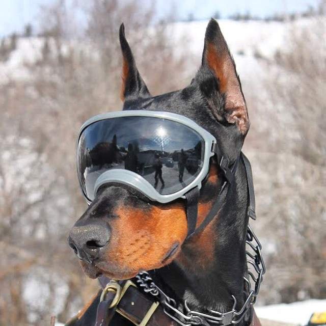 Носить в комплекте с уточкой! 15 собак, которые помогут вам выбрать крутые очки! :) рис 10