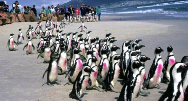 Им нужна помощь! "Леди пингвинов" поедет на край света, чтобы их спасти! рис 5