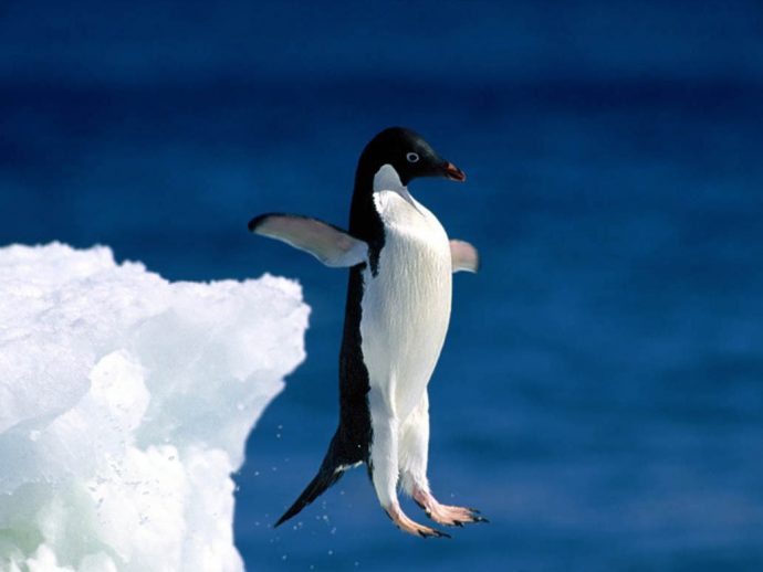 Им нужна помощь! "Леди пингвинов" поедет на край света, чтобы их спасти! рис 2