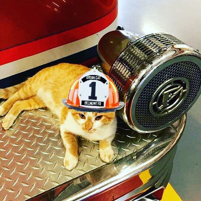 Его зовут... Пламя! Бродячий кот обрел тёплое местечко в пожарной части) рис 8