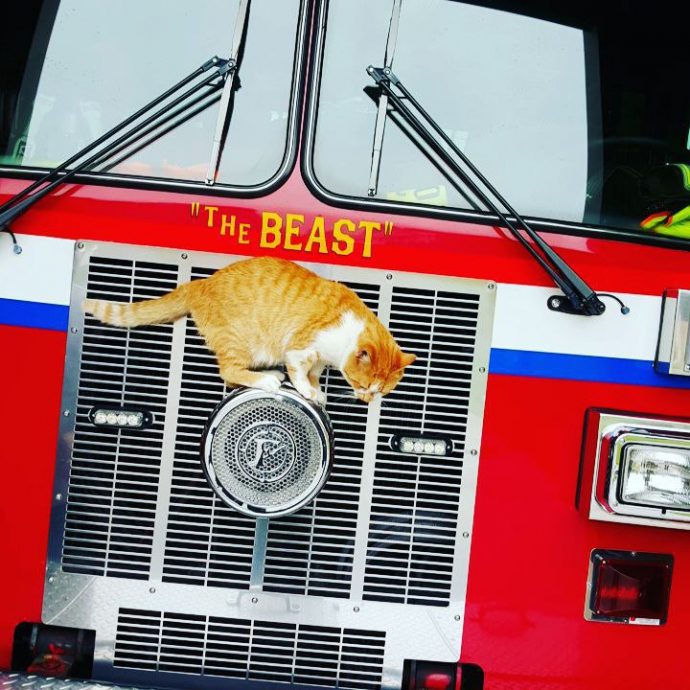 Его зовут... Пламя! Бродячий кот обрел тёплое местечко в пожарной части) рис 2