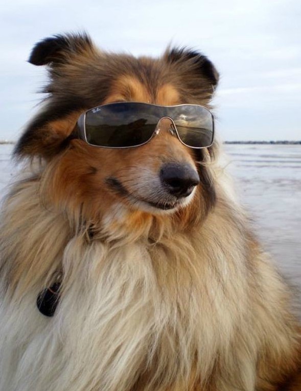 Носить в комплекте с уточкой! 15 собак, которые помогут вам выбрать крутые очки! :) рис 15