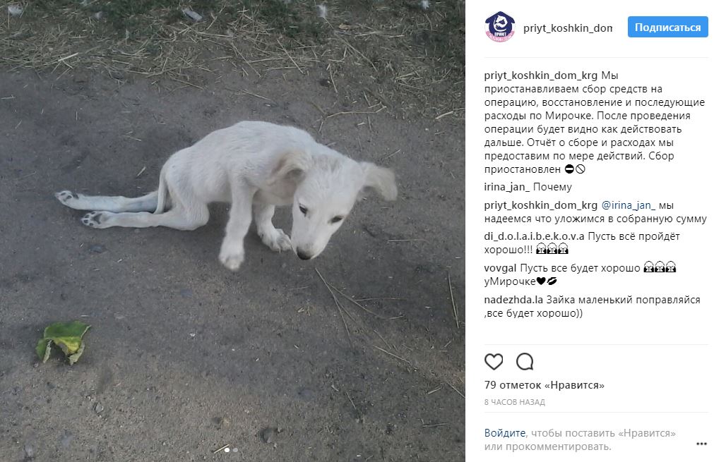 Маленький пёс без коленных чашечек умирал в кустах... Но волонтёры Казахстана объявили войну безразличию!