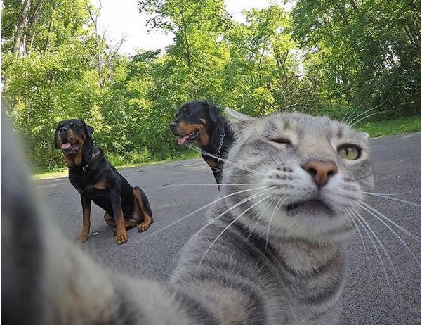 Ему позавидует любой человек: селфи-кот покоряет Instagram своими снимками!) рис 2