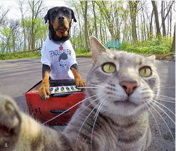 Ему позавидует любой человек: селфи-кот покоряет Instagram своими снимками!) рис 3