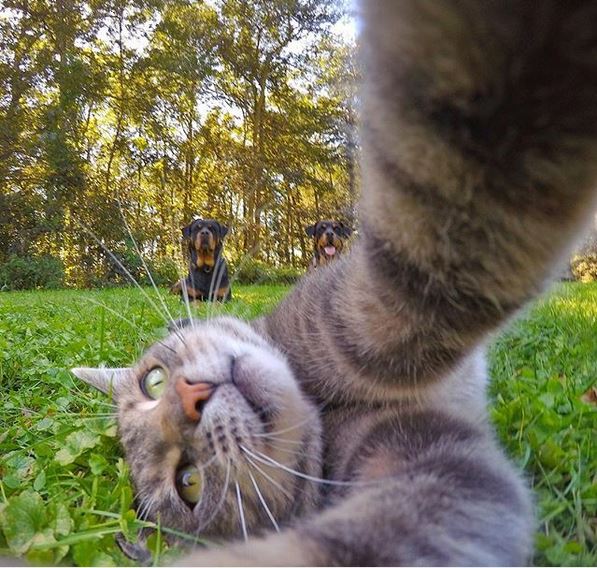 Ему позавидует любой человек: селфи-кот покоряет Instagram своими снимками!) рис 4
