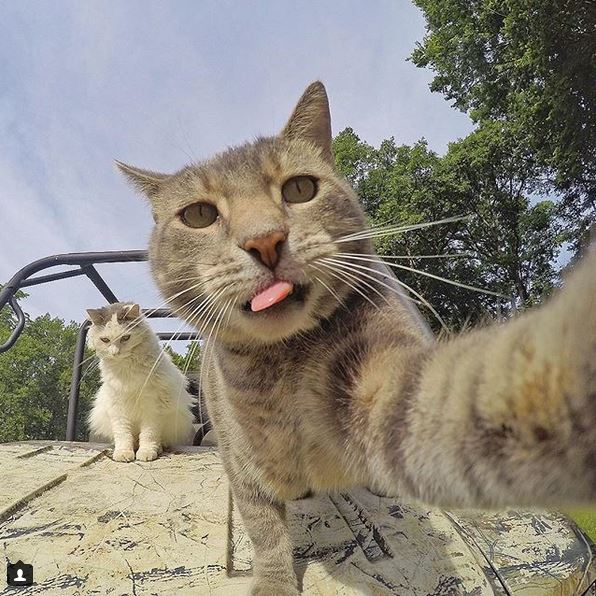 Ему позавидует любой человек: селфи-кот покоряет Instagram своими снимками!) рис 5