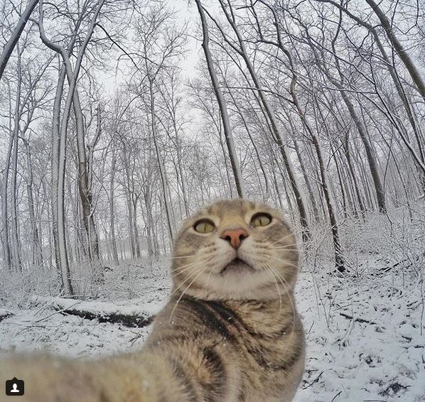 Ему позавидует любой человек: селфи-кот покоряет Instagram своими снимками!) рис 7