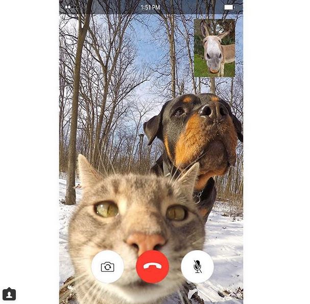 Ему позавидует любой человек: селфи-кот покоряет Instagram своими снимками!) рис 9