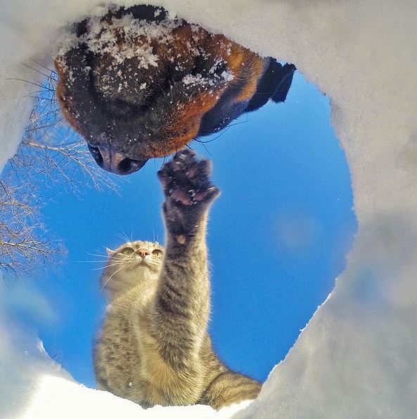 Ему позавидует любой человек: селфи-кот покоряет Instagram своими снимками!) рис 10