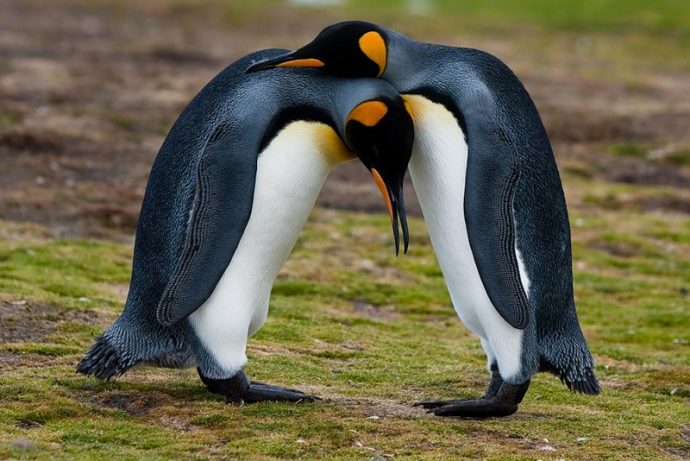 Им нужна помощь! "Леди пингвинов" поедет на край света, чтобы их спасти! рис 3