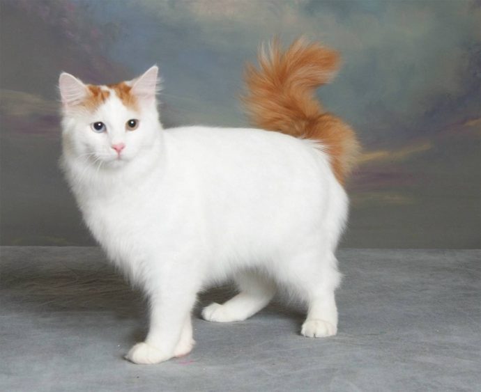 Анатолийская кошка (Anatolian cat) 2
