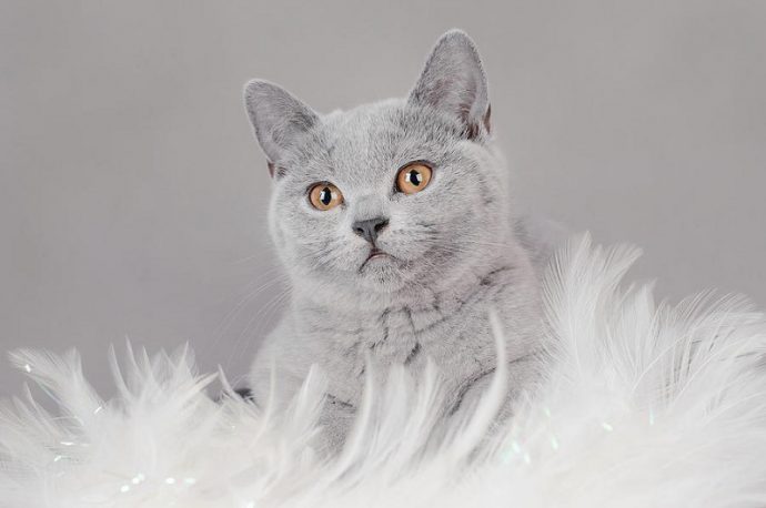 Британская короткошерстная кошка (British Shorthair cat)