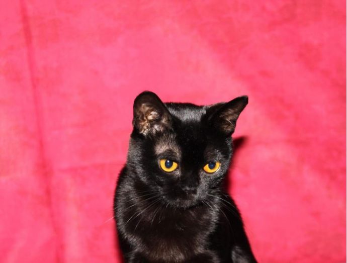 Бомбейская кошка: модница в маленьком черном платье от Шанель