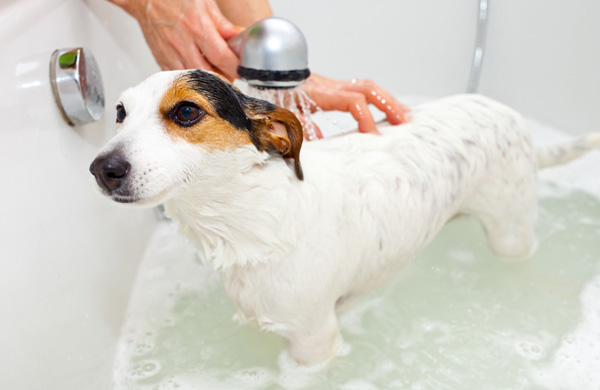 Dog Taking A Bath In A Bathtub