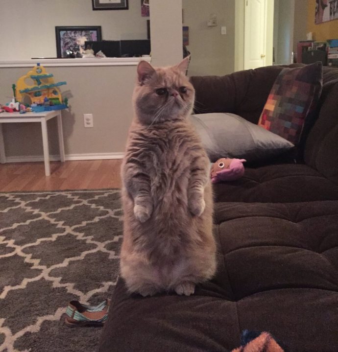 Cat-Standing-Two-Feet