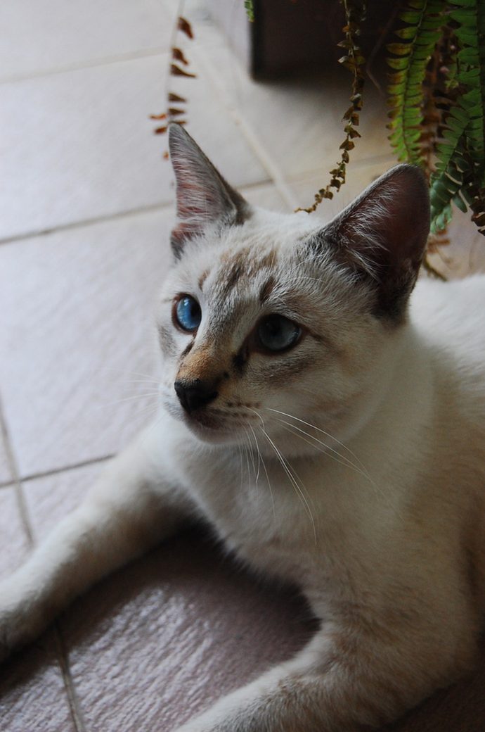 Балинезийская кошка (Balinese) 4