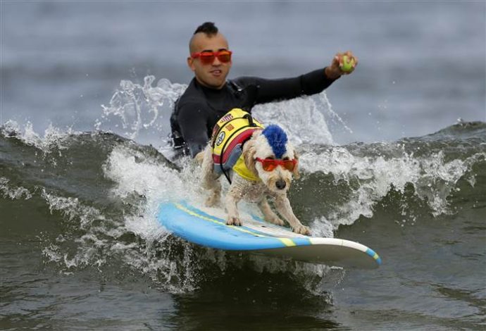 dog-surfing-today-170806-inline-03_677a39e938ebab2e078d55d20f2aec92.today-inline-large