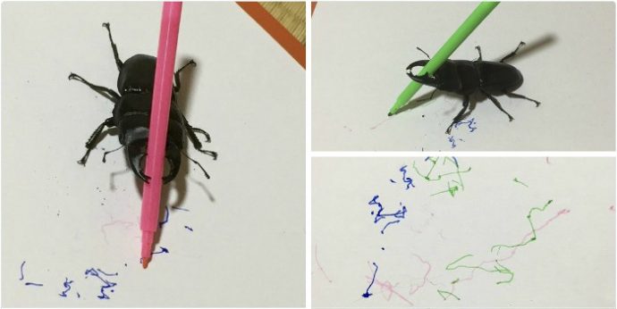 drawing-bug-spike-the-beetle-japan-38-59b8f3af89677__700