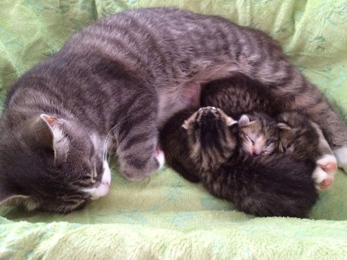 mother-cat-lost-kittens-adopted-3-abandoned-4