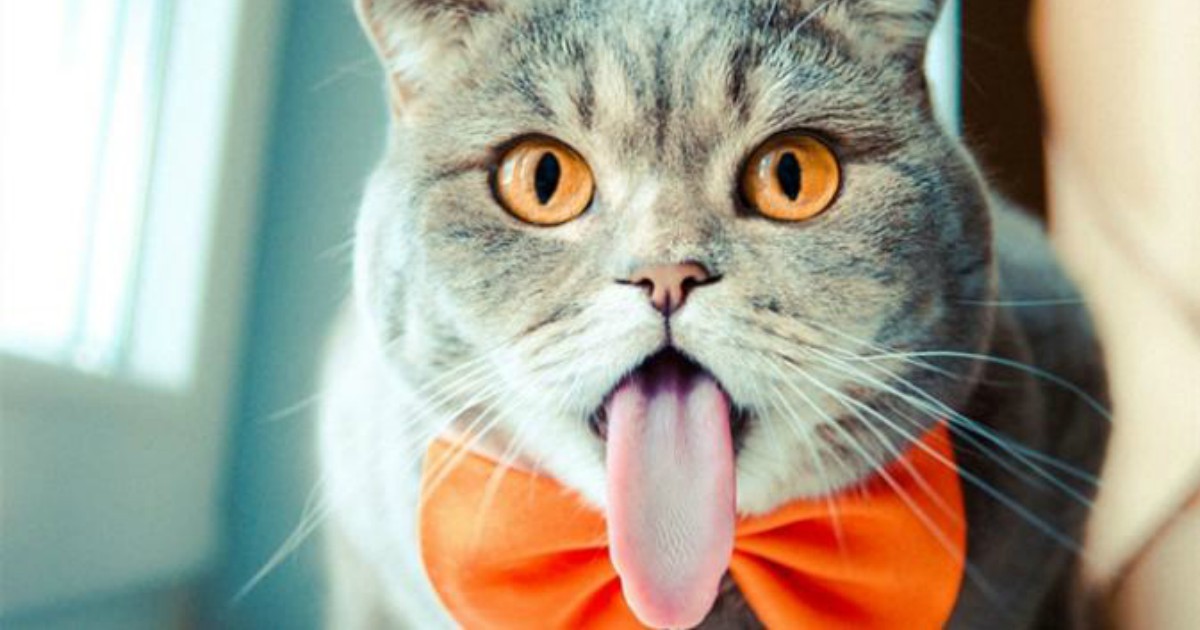 Так делать неприлично!) Кот высовывает язык: норма или патология? | Мур ТВ