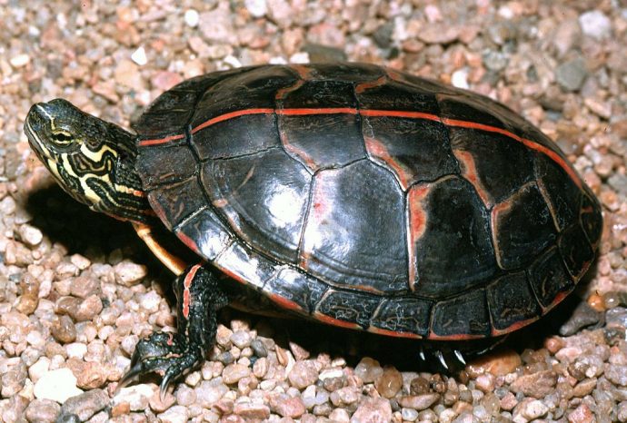 1024px-A3_Southern_painted_turtle